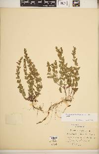 Scutellaria parvula var. australis image