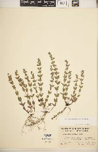 Scutellaria parvula image