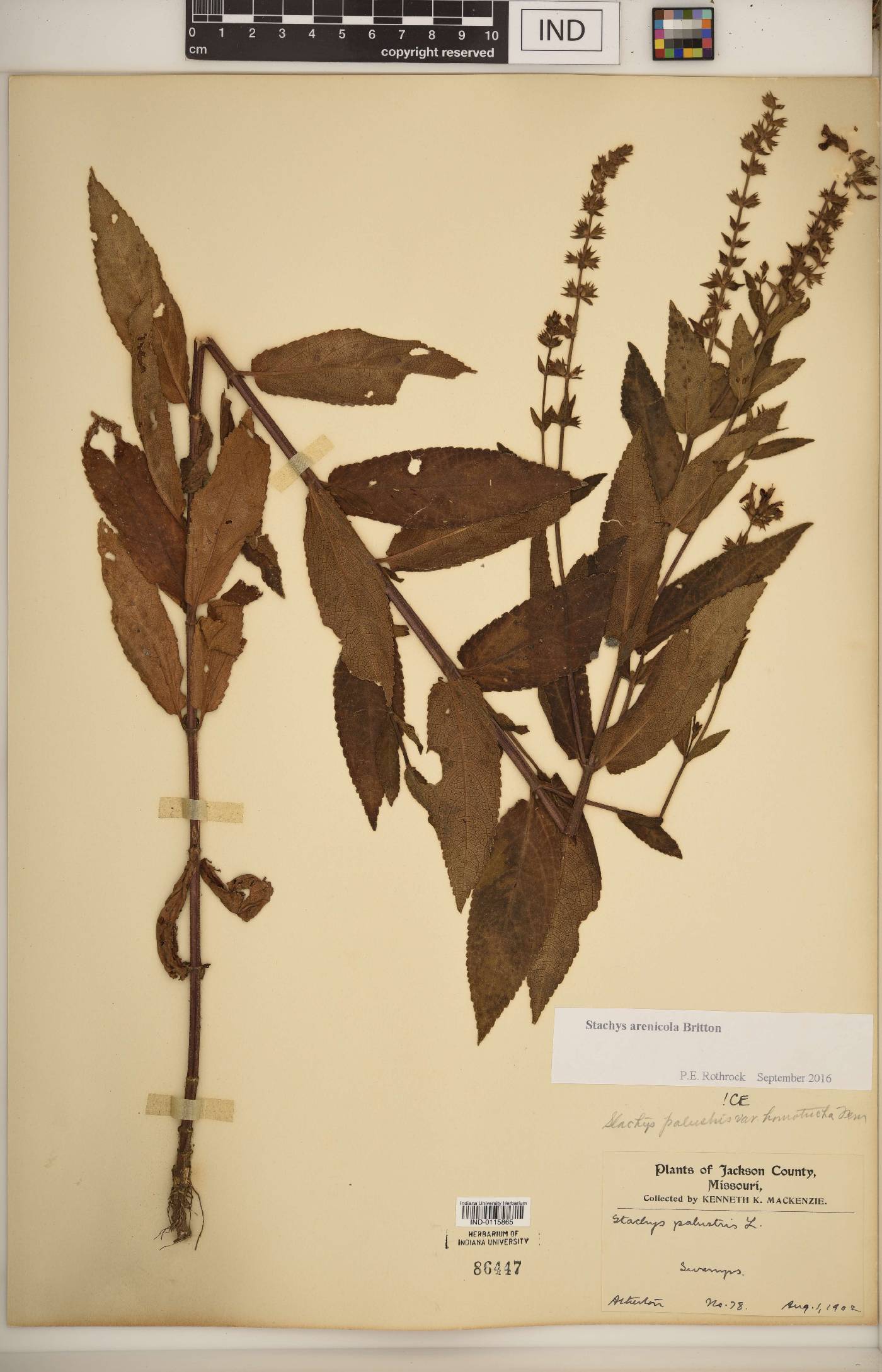 Stachys arenicola image