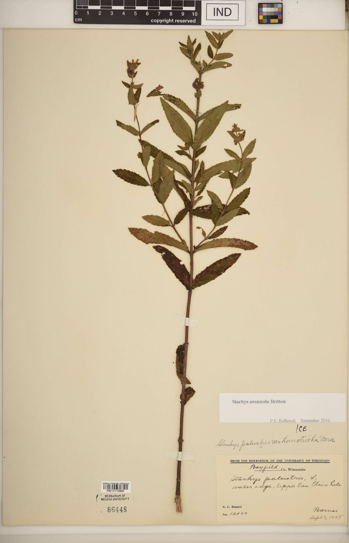 Stachys arenicola image