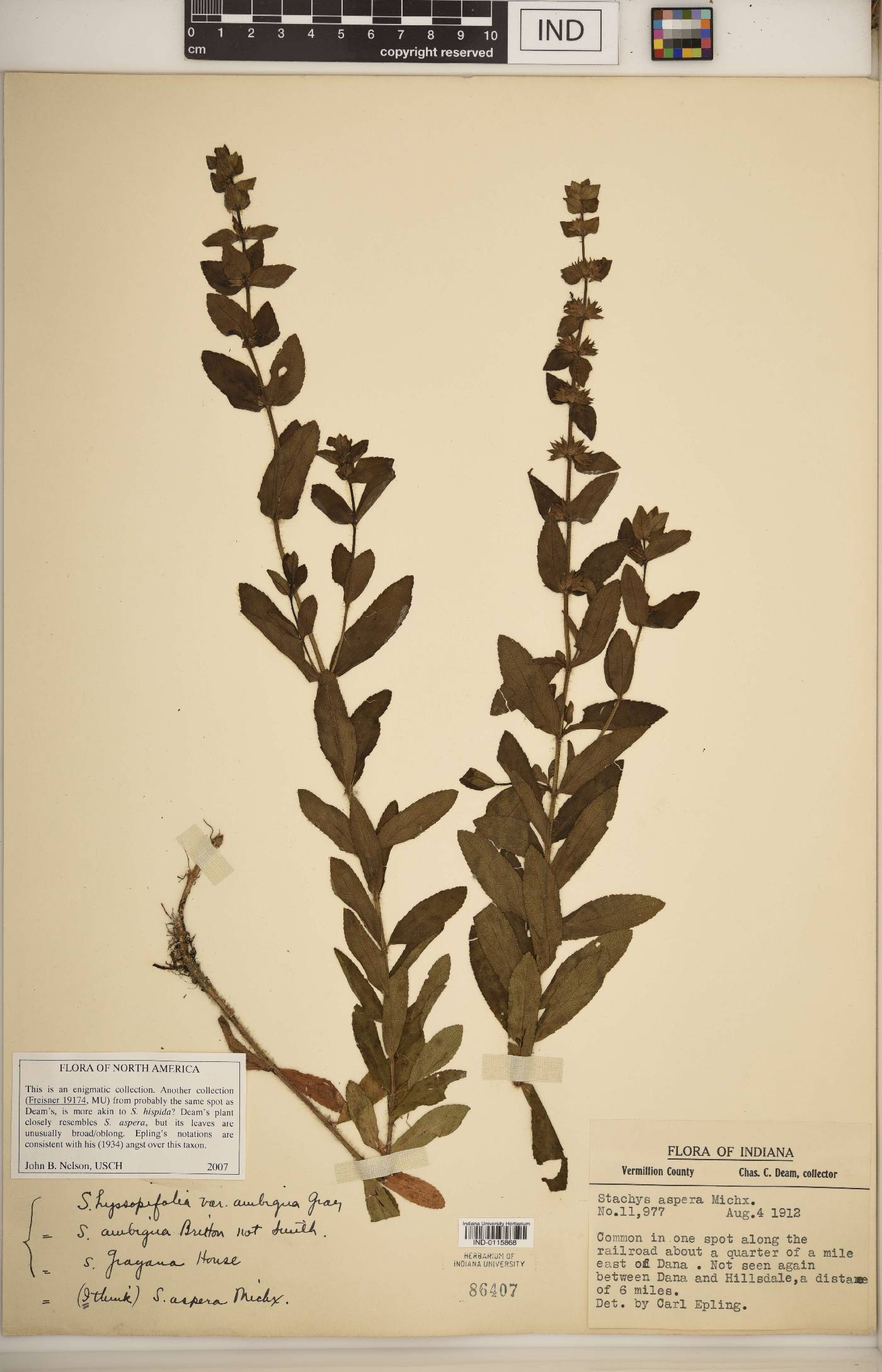 Stachys aspera image