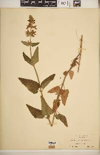 Stachys californica image