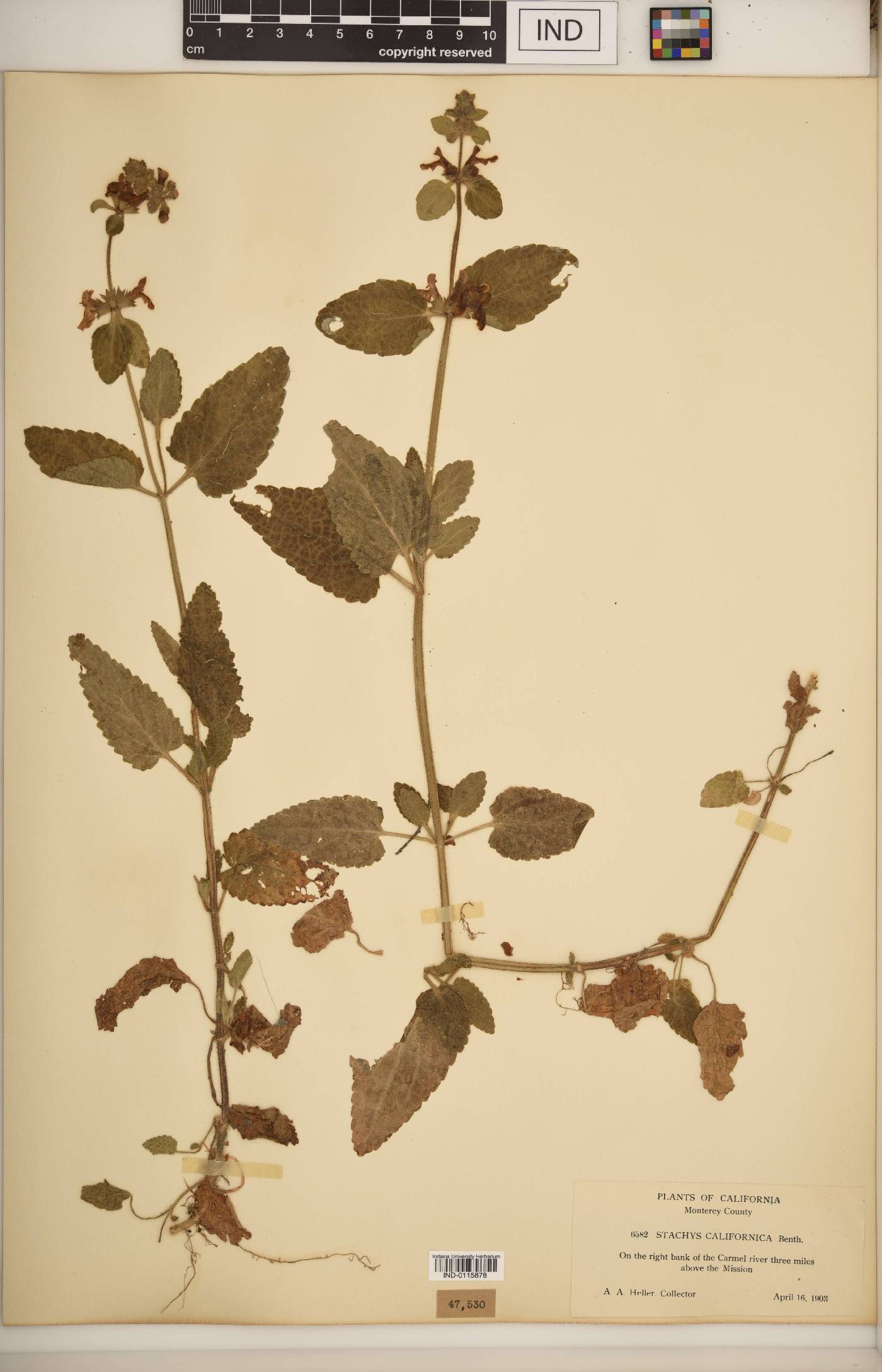 Stachys californica image