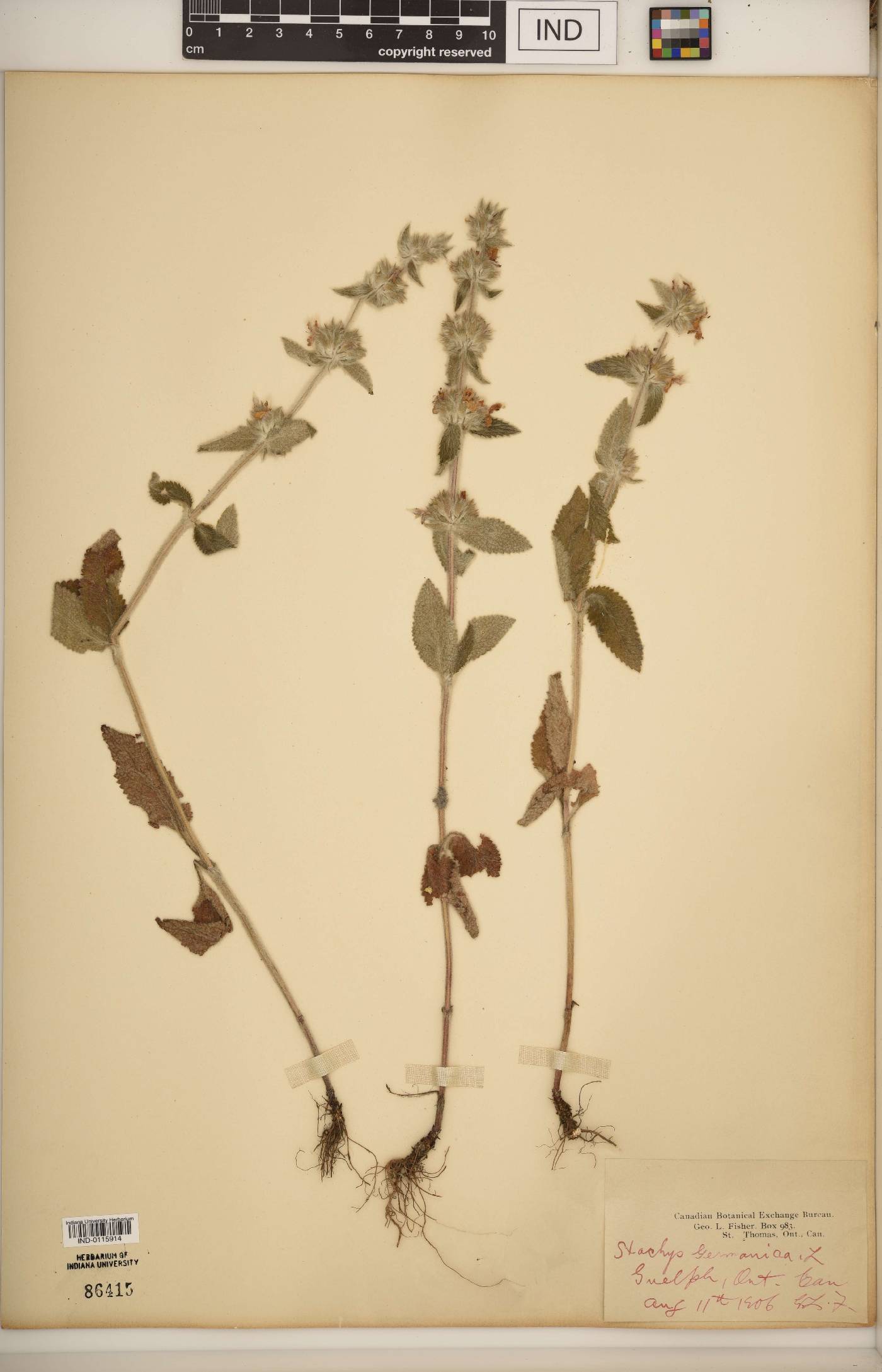 Stachys germanica image