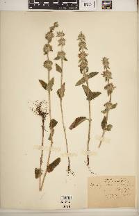 Stachys germanica image
