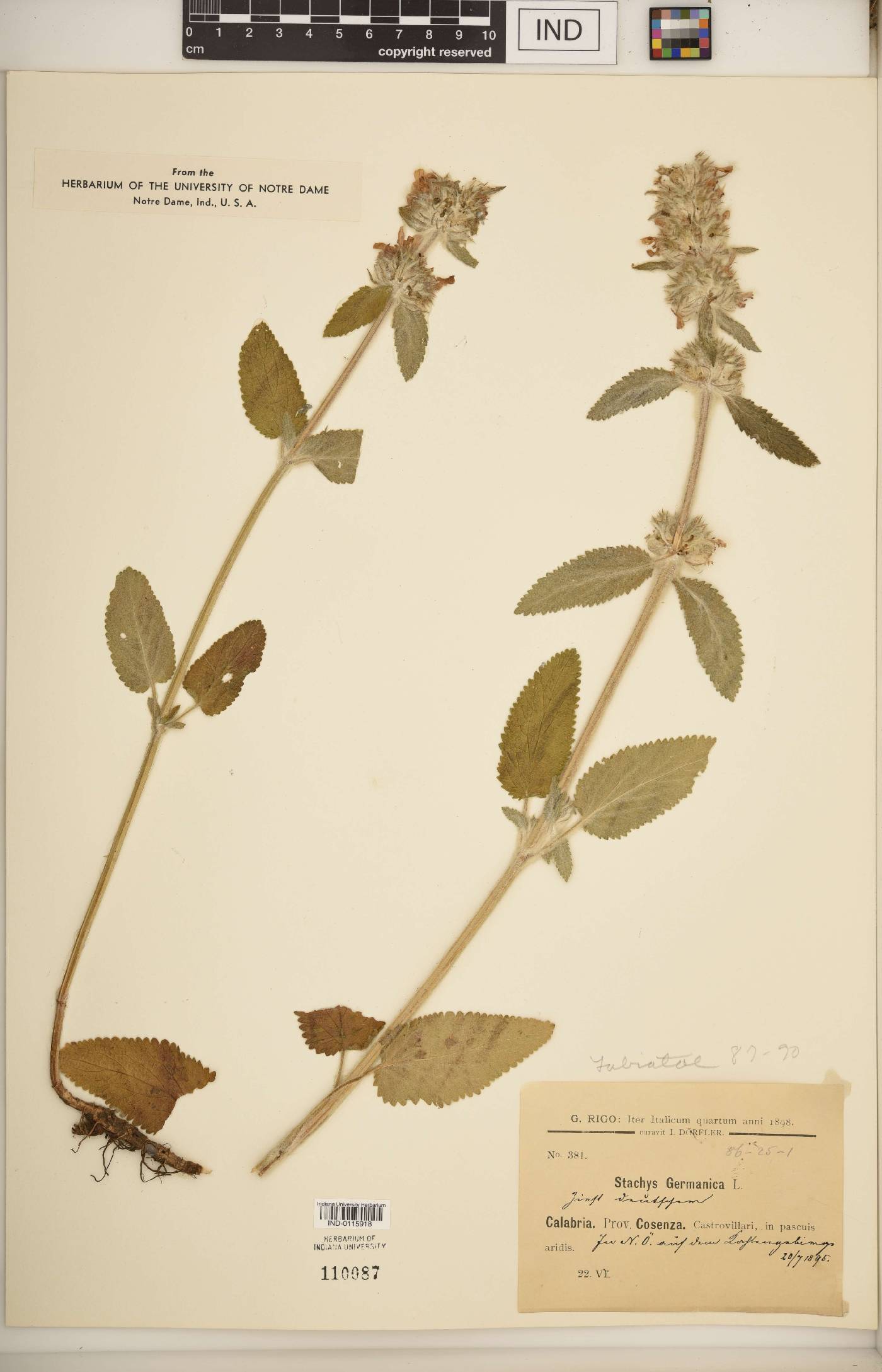 Stachys germanica image