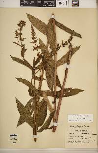 Stachys hispida image