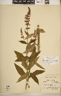 Stachys hispida image