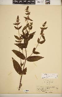 Stachys hispida image