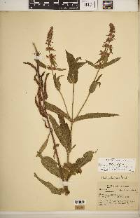 Stachys hispida image