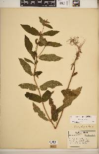 Stachys hispida image