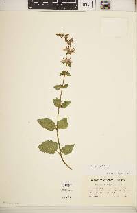 Stachys hispida image