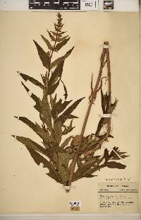 Stachys hispida image