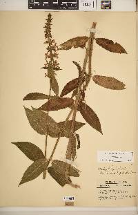 Stachys hispida image