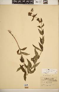 Stachys hispida image