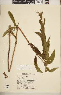 Stachys hispida image