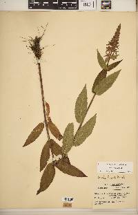 Stachys hispida image