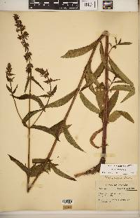 Stachys hispida image