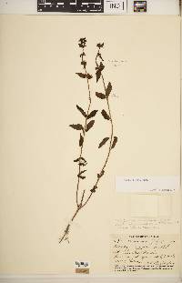 Stachys hispida image