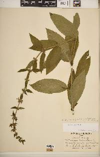 Stachys hispida image