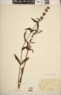 Stachys hispida image