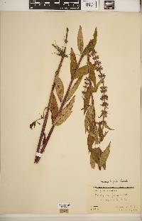 Stachys hispida image