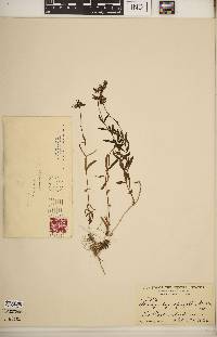 Stachys hyssopifolia image