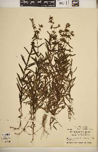 Stachys hyssopifolia image