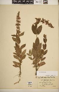 Stachys pilosa image