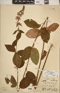 Image of Stachys aff. tenuifolia