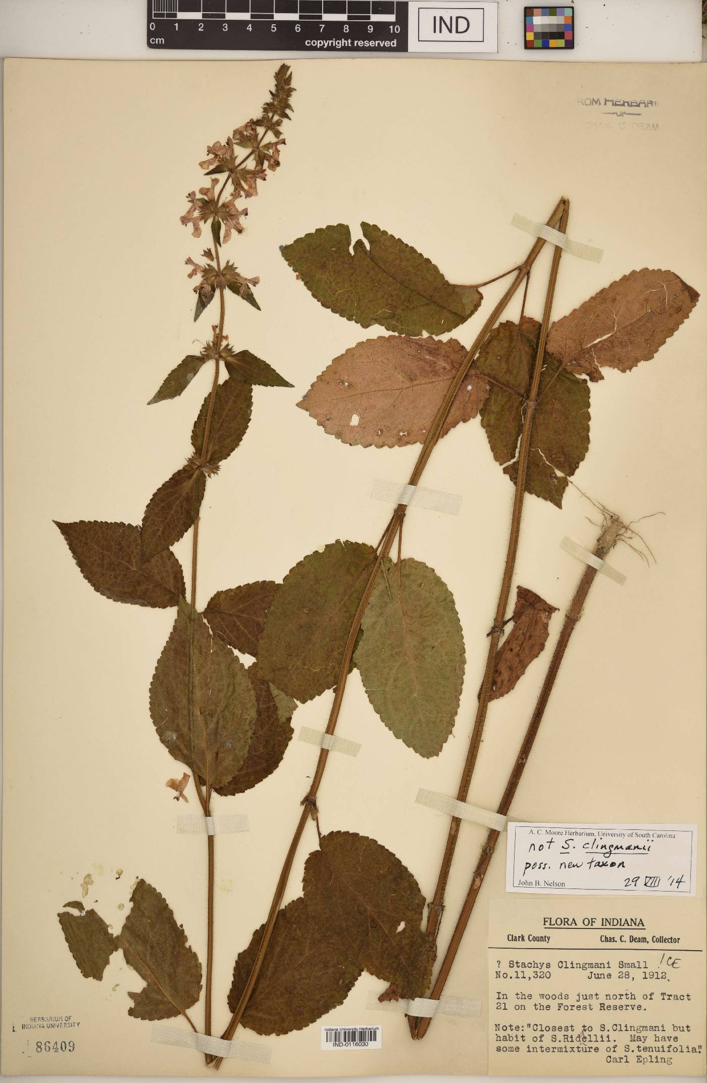 Stachys aff. tenuifolia image