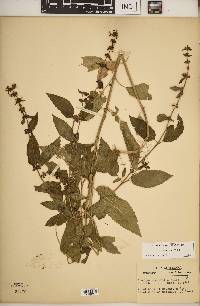 Stachys tenuifolia image