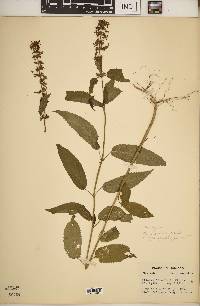 Stachys tenuifolia image