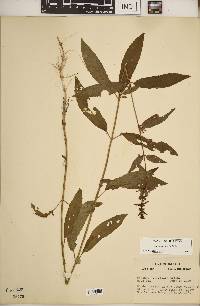 Stachys tenuifolia image