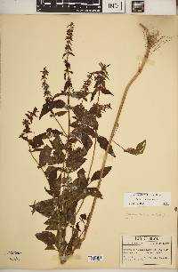 Stachys tenuifolia image