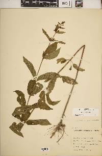 Stachys tenuifolia image