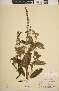 Stachys tenuifolia image