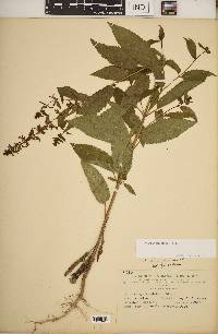 Stachys tenuifolia image