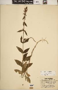 Stachys tenuifolia image