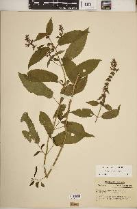 Stachys tenuifolia image