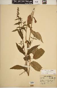 Stachys tenuifolia image