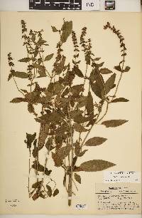 Stachys tenuifolia image