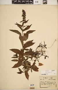 Stachys tenuifolia image