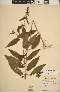 Stachys tenuifolia image