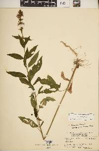 Stachys tenuifolia image