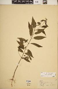 Stachys tenuifolia image