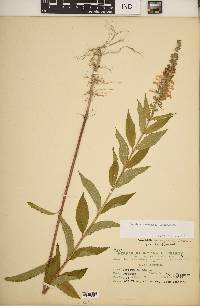 Teucrium canadense var. canadense image