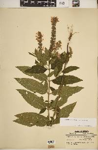 Teucrium canadense var. canadense image