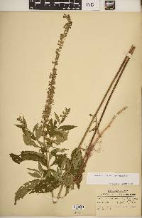 Teucrium canadense var. canadense image