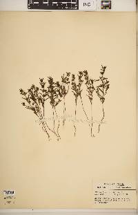 Trichostema coeruleum image